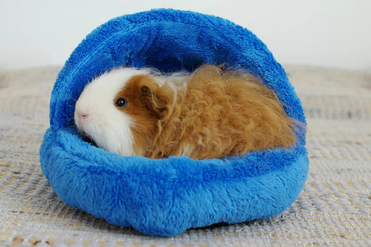 How To Care For Your Pet Hamster