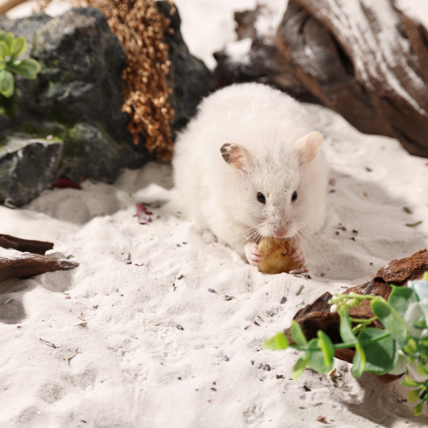BUCATSTATE Hamster Bath Sand