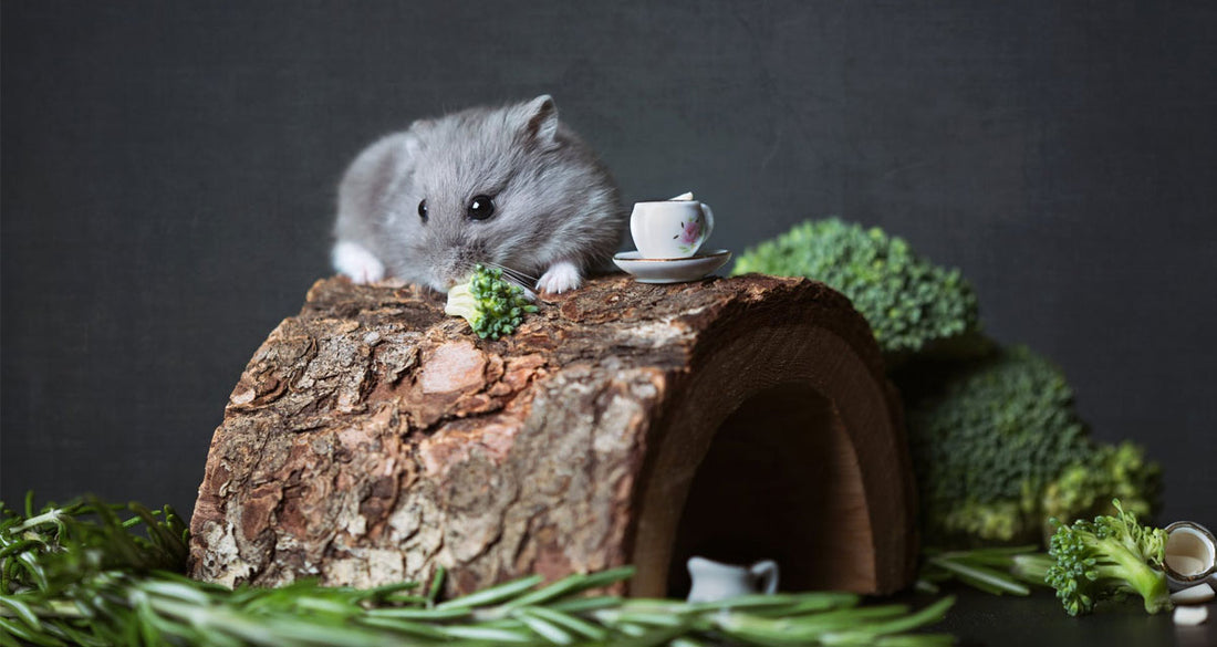 Dwarf Hamster Feeding Guide: Everything You Need to Know