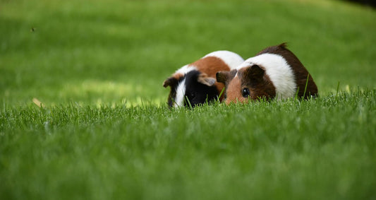 Understanding Dwarf Hamster Behavior – An Owner’s Guide