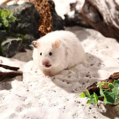 BUCATSTATE Hamster Bath Sand